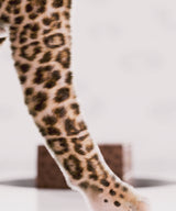 The Hot Spot Cheetah PR Box